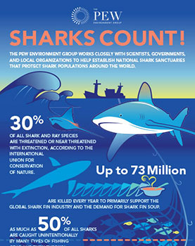 underwater view of sharks and their ecosystem with stats